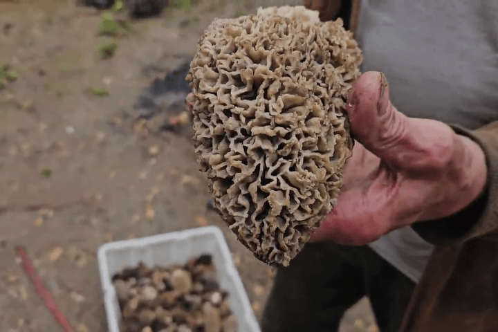 First Nation sets up checkpoint in B.C. Interior amid surge in mushroom pickers