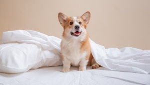 Pet dog named Peanut must be returned after breakup, B.C. tribunal rules