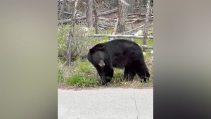 Parks Canada issues bear warning in Banff National Park - Eh ...