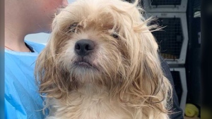 Ontario animal welfare agency seeks donations after taking in 12 Shih Tzu dogs