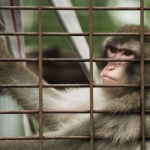 Animals on the lam: Welfare group documents exotic animal escapes, attacks