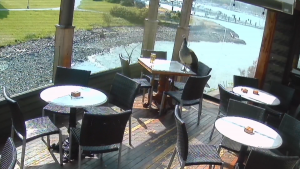 Roaming peahen spends 3 days in B.C. pub after befriending neighbourhood family