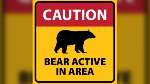 District issues warning after bear swipes at people walking dog in Squamish Estuary
