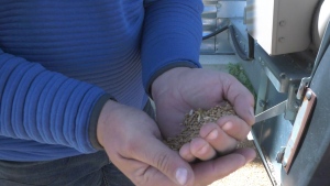 Sask.-developed artificial intelligence technology changing the way farmers look at grain