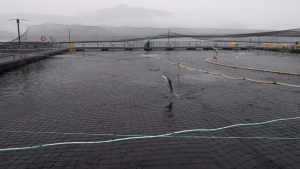 Federal Court rejects bid to review not renewing licences of B.C. fish farms