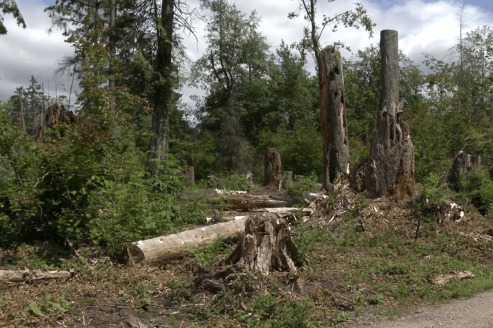 More than 7,200 trees removed from Stanley Park in battle with hemlock looper moths