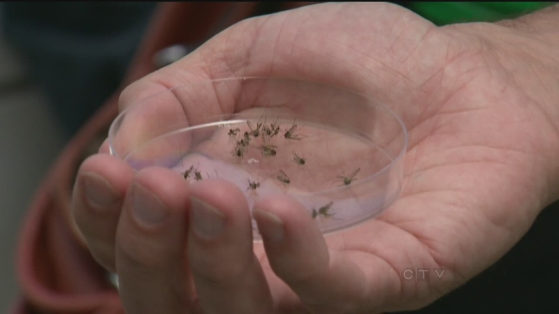 'I've never seen anything like it': Mosquito counts climbing in Winnipeg