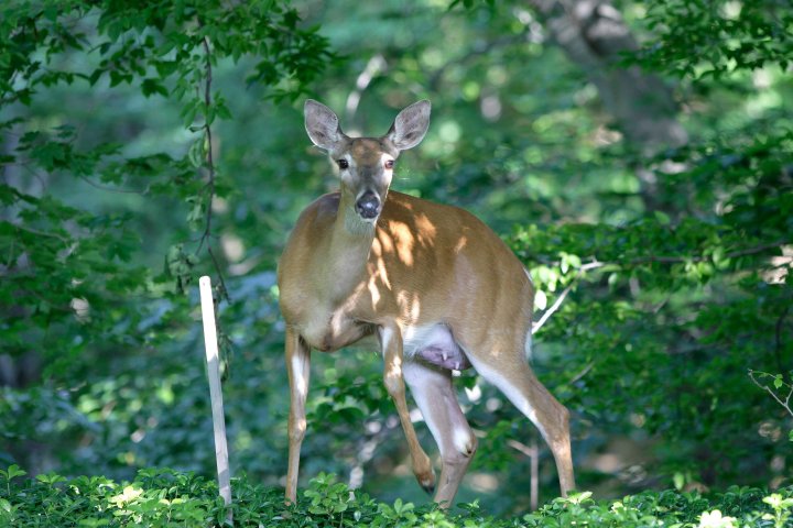 Deer attack: Small dog fatally trampled, woman injured in West Kelowna