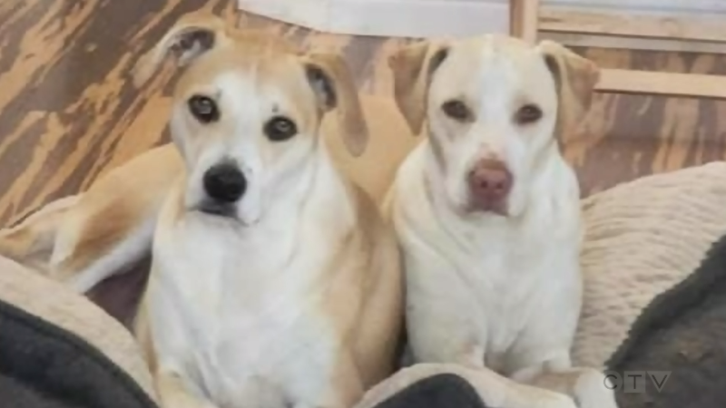 App claims it can translate what your dog's bark means