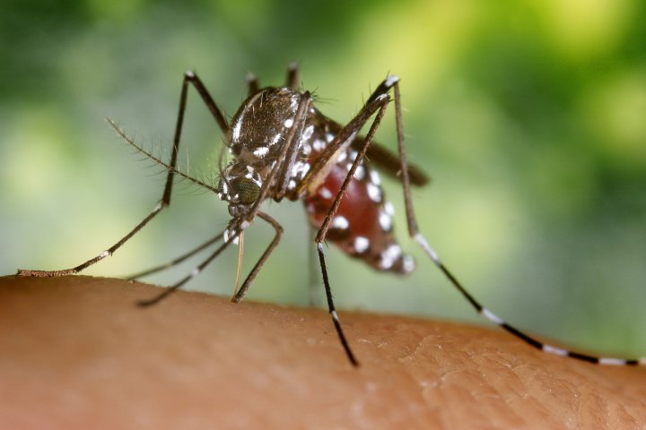 Dengue fever is on the rise in Europe. Should Canadian travellers worry?