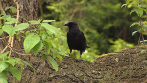 Dive-bombing crows descend during Vancouver nesting season
