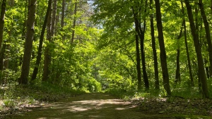 Ontario's newest provincial park will open on Canada Day as works continues on permanent vision for site