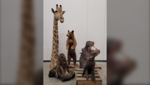Sask. company fined $60K for illegally importing taxidermy mounts including baboons, giraffe, hippo