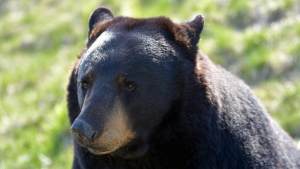 Hunter attacked after shooting bear in B.C.'s Okanagan; authorities searching for wounded animal