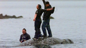 Washington's Makah Tribe could once again harpoon whales as US waives conservation law