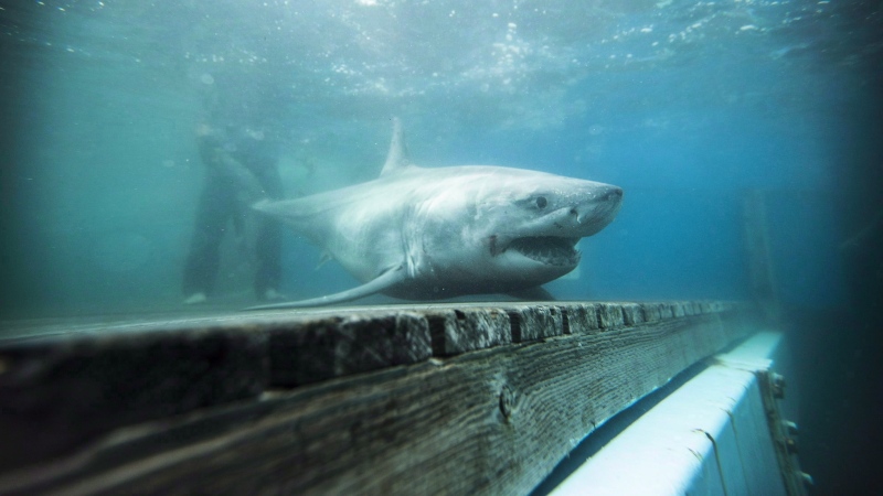 New signs warning of great white sharks in the works for some East Coast beaches