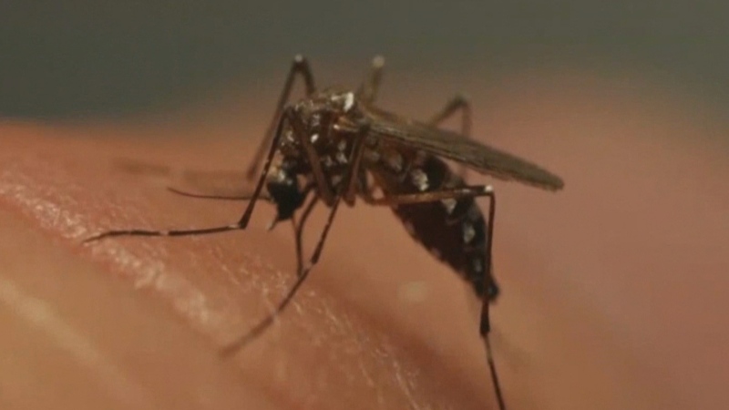 Winnipeggers battling 'super mosquitoes' after wet weather causes spike