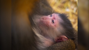 Granby Zoo greets baby mandrill as newly renovated outdoor habitat opens