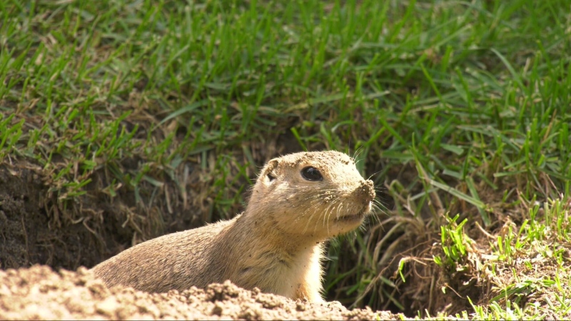 ‘A safety concern’: Communities in Manitoba dealing with the explosive growth of gophers