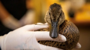 Alarming trend: Increase in birds entangled in fishing gear from Metro Vancouver lakes