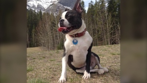'Completely helpless': Canmore family waited hours for help as black bear killed dog, slept in their backyard overnight