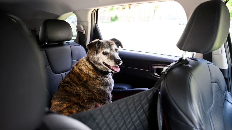What Canadian dog owners need to know before crossing the border
