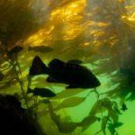 Underwater gardeners work to restore B.C.'s majestic kelp forests