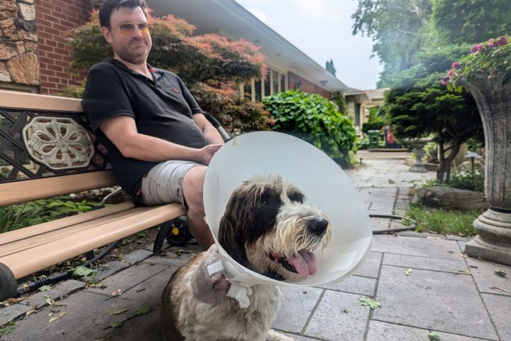 West Toronto residents fearful and fed up after dogs attacked by coyotes