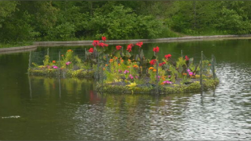 Floating island helping to purify Assiniboine Park duck pond