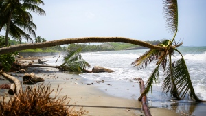 Canadians in Grenada and Montreal rally to help after hurricane devastation