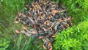 Large amount of lobster dumped along highway east of North Bay: police