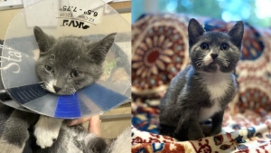 Kittens burned in Vancouver Island wildfire on the road to recovery