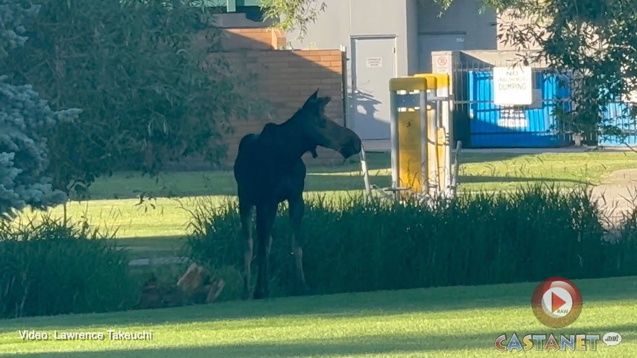 Moose pays Kelowna tennis players a visit Sunday morning