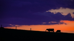 $1.9M in funding will help Alberta beef producers get farm food safety certified