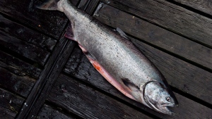 Some Alaskan salmon fisheries lose Ocean Wise label amid concern for B.C.-bound stock