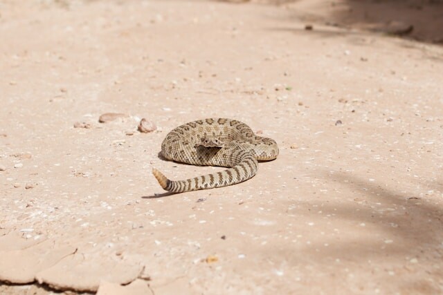 Kelowna vet clinic busy with rattlesnake bites