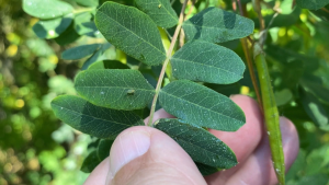 'They just go ham': How a small insect is leaving a big mess in some Edmonton neighbourhoods