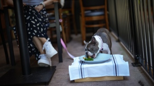 Restaurants increasingly welcoming dogs with pawgaritas, barkuterie boards