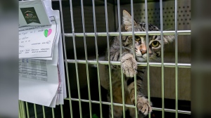 Montreal shelter event seeks homes for pets abandoned on Quebec's annual moving day