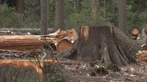 Lawsuit challenges Vancouver's decision to remove 160K trees from Stanley Park