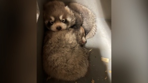'Truly saddened by this loss': Red panda cub born at Toronto Zoo in June dies