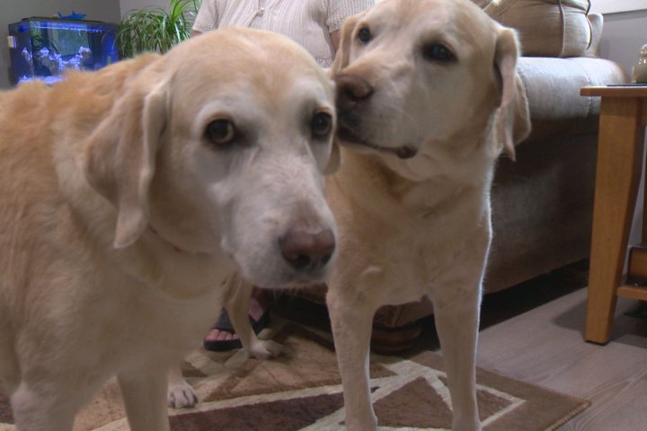 From New Jersey to Regina: Sibling seeing eye dogs reunited after 11 years