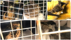 Calgary Wildlife Rehabilitation Society sees spike in injured animals after severe storm