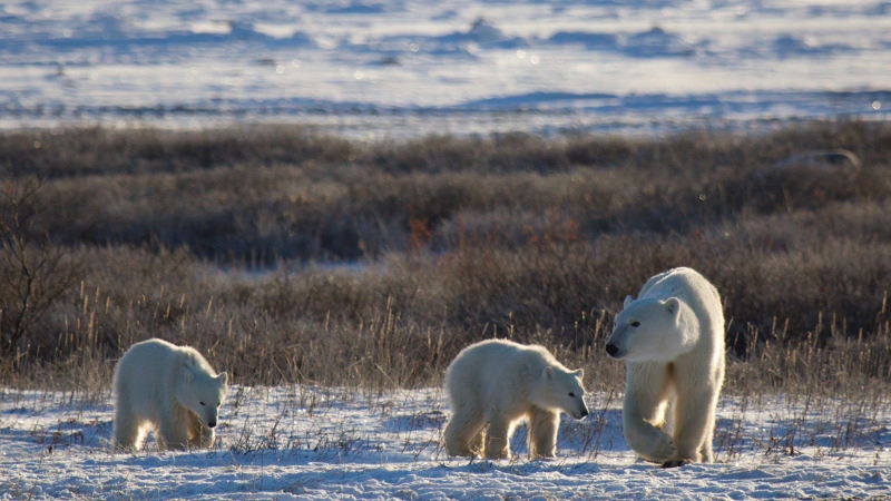 Study paints grim picture of polar bear survival in the Arctic