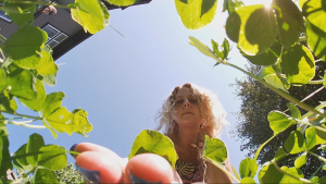 'Sign from the heavens': After mom's death, B.C. woman discovers 313 four-leaf clovers in backyard