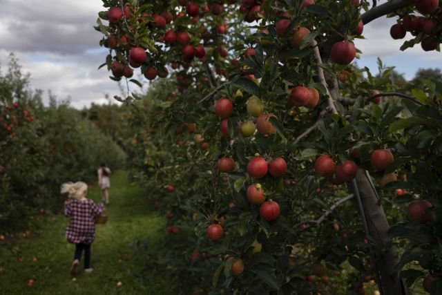 B.C. risks 'carpet' of rotting apples without help after co-op's closure: growers
