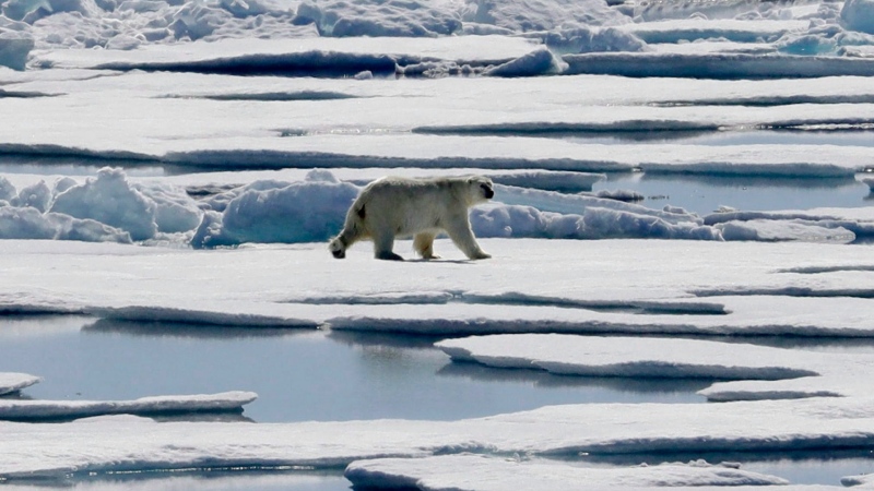 Polar bears kill worker in attack off Baffin Island