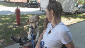 'The demand has never been higher': B.C.-based service-dog charity says waitlist has reached 8 years