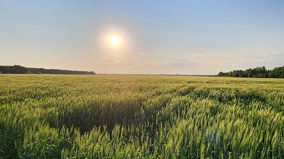 Harvest underway in parts of Manitoba: Crop report