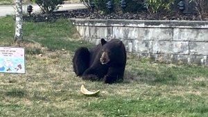 Bear euthanized after Coquitlam residents fed it watermelon: RCMP